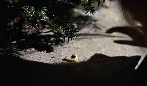 High angle view of insect on ground