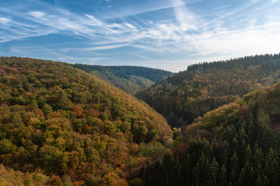 Scenic view of forest against sky