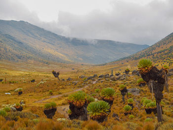 Scenic view of landscape against sky