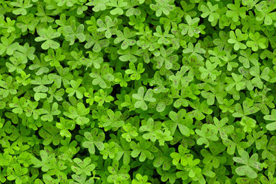 Full frame shot of plants growing on field