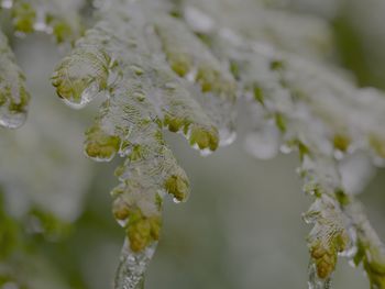 Close-up of snow on tree