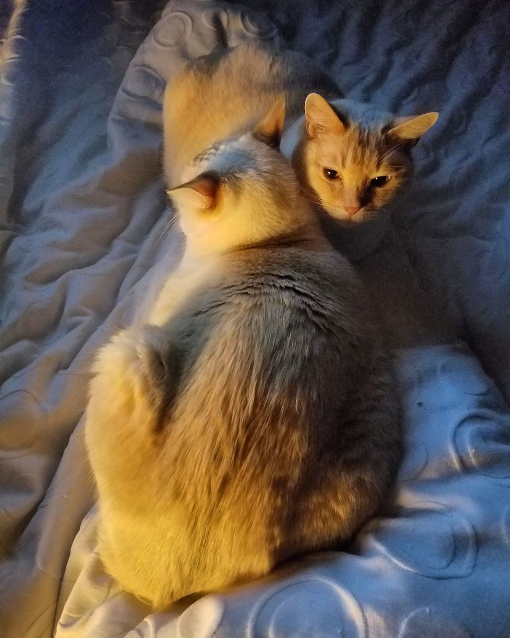 HIGH ANGLE VIEW OF CAT LYING ON BED