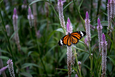 Butterfly pollinating on purple flower