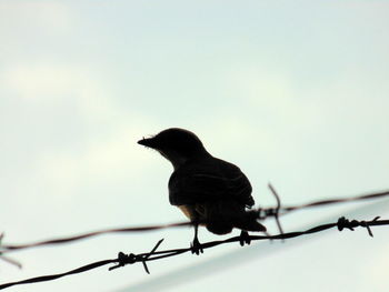 Low angle view of bird perching on barbed wire against clear sky