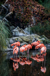 Flamingos in pond