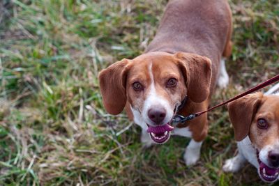 Close-up portrait of dog