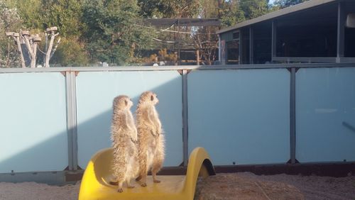 Rear view of woman with arms outstretched standing by fence