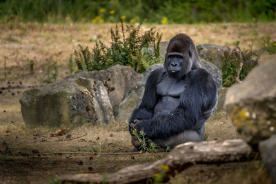 Gorilla looking at you and sticking his tongue out.