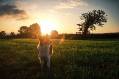 Dog standing on grassy field at sunset