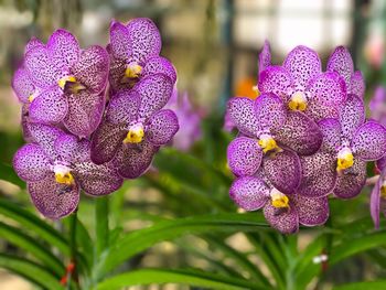 Close-up of purple flowers