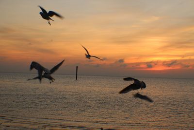 Silhouette bird flying over sea against sky during sunset