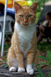 Portrait of tabby cat sitting outdoors