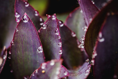 Close-up of water drops on leaves