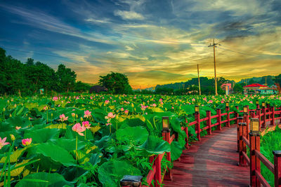 Scenic view of flowering plants on field against sky