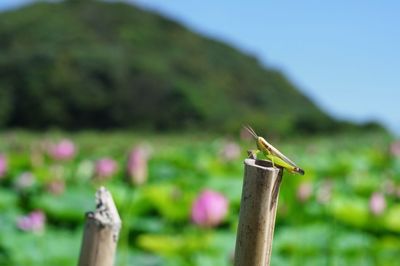 Close-up of bird perching on wooden post