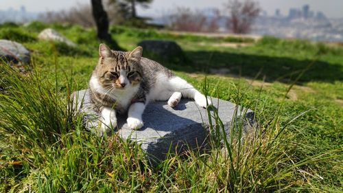 Cat relaxing in a field