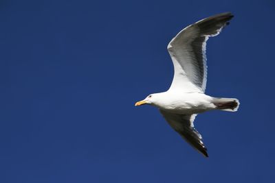 Low angle view of seagull flying against clear blue sky