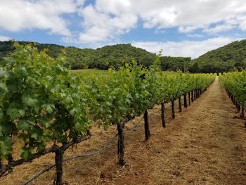 Vineyard against sky