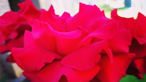 Full frame shot of red flowers