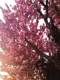 Low angle view of pink cherry blossoms in spring