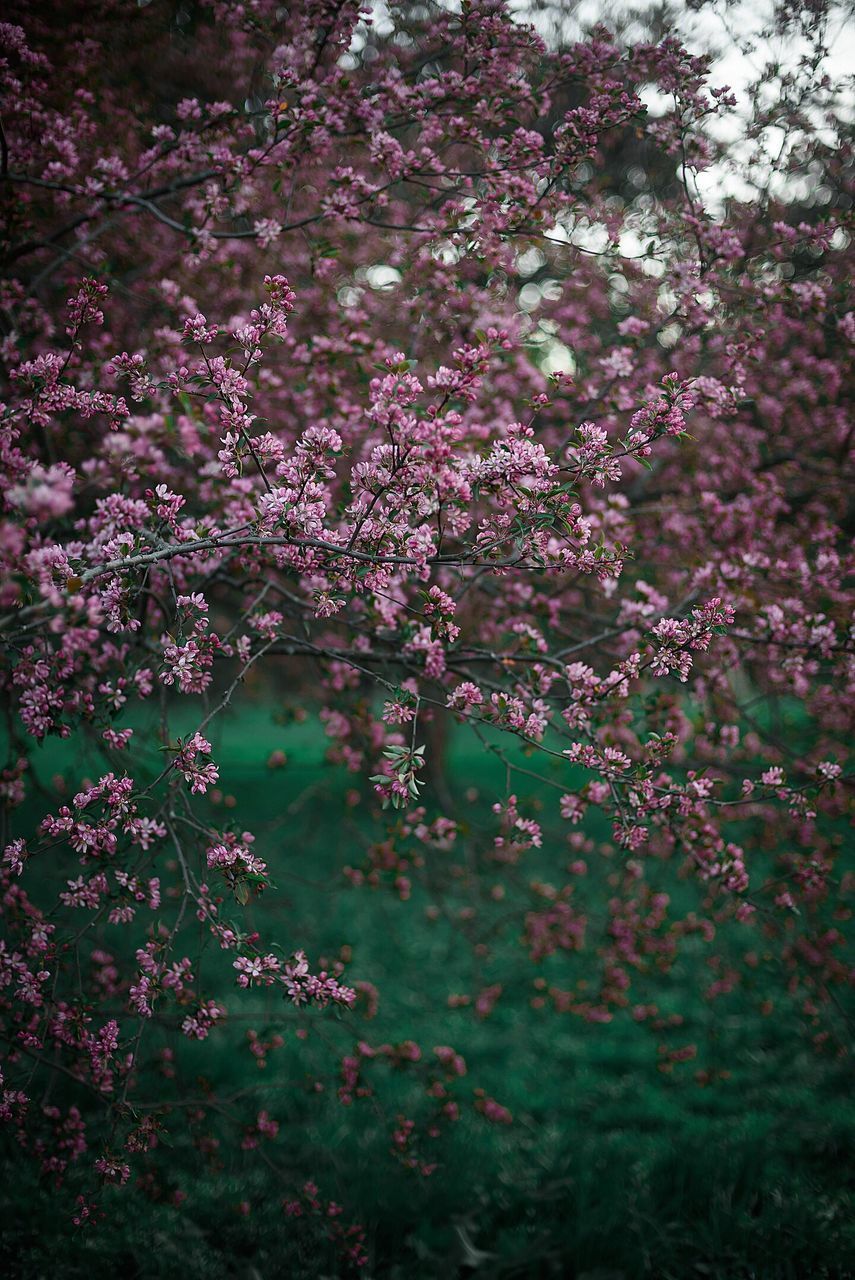 CLOSE-UP OF PINK FLOWERS