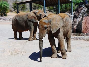 Elephant calves standing on road at zoo