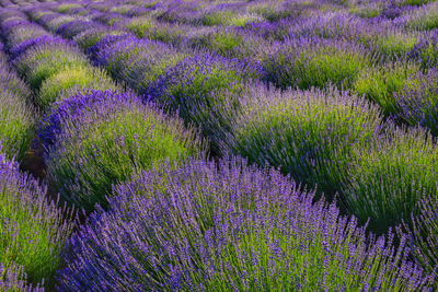 Full frame shot of purple flowering plants on field