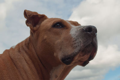 Close-up of a dog looking away