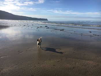 Dog walking at beach against sky
