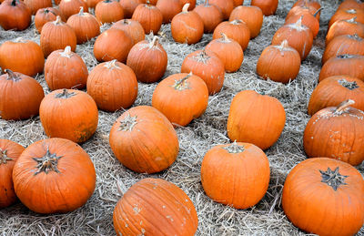 Full frame shot of pumpkins