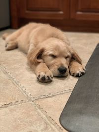 Dog sleeping on floor at home