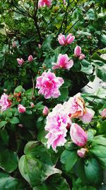 Close-up of pink flowers