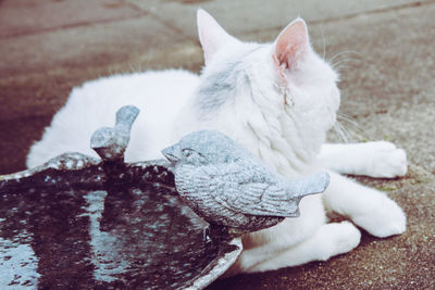 High angle view of cat relaxing outdoors