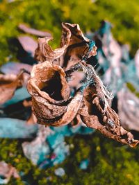 Close-up of dried leaves on tree trunk