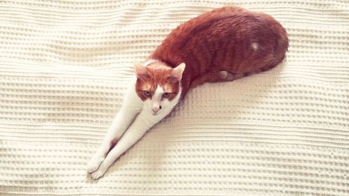 Close-up of cat sitting on carpet