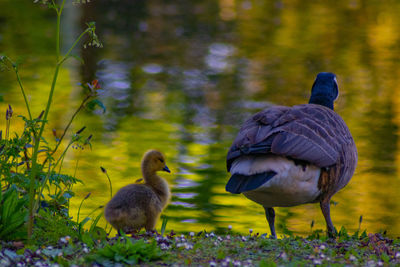 Ducks in a lake