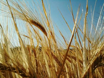 Close-up of wheat growing in field