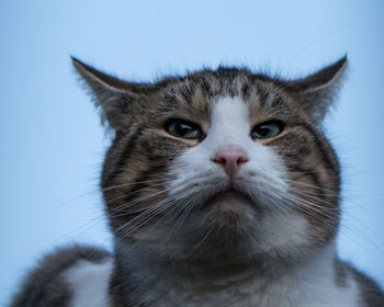 Close-up portrait of cat