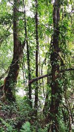 View of trees in forest