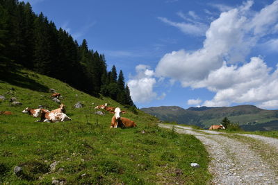 View of sheep on grassy field against sky