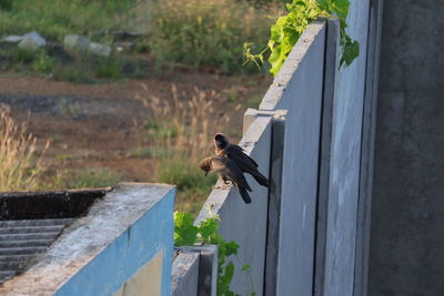 Side view of a bird flying against the wall