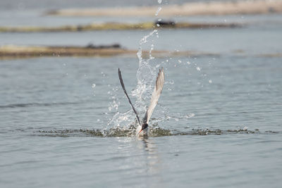 Man swimming in sea