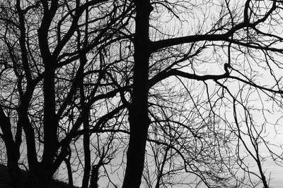 Low angle view of bare trees against sky