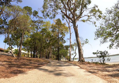 Road amidst trees against sky