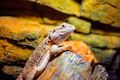 Close-up of lizard on rock