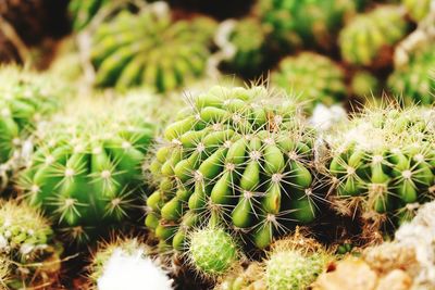 Close-up of succulent plant on field