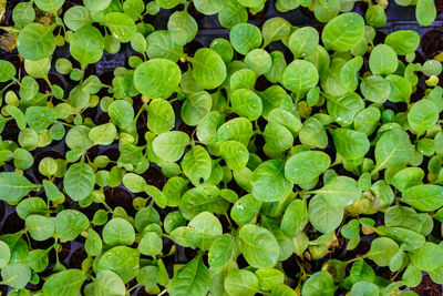 Full frame shot of green leaves