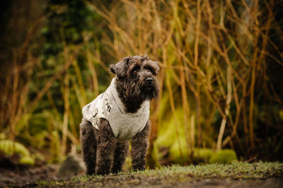 Close-up of dog outdoors