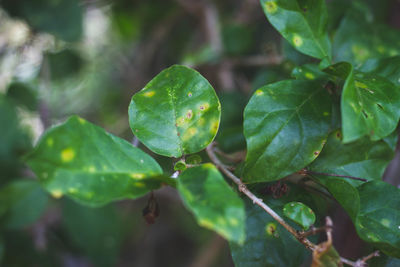 Close-up of green leaves