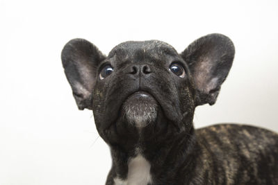 Close-up of dog against white background